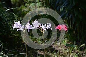 Lycoris Hurricane lily photo