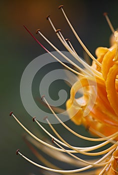 Lycoris radiata photo