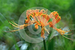 Lycoris radiata flowers in full bloom photo