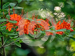 Lycoris radiata, red spider lily