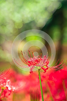 Lycoris radiata (Red spider lily) in Murakami Green Space Park