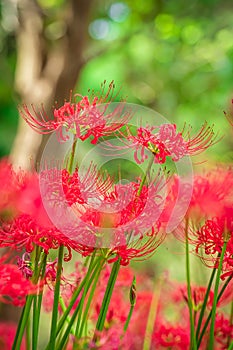 Lycoris radiata (Red spider lily) in Murakami Green Space Park