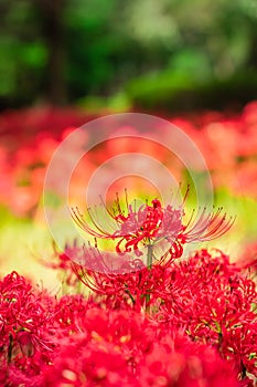 Lycoris radiata (Red spider lily) in Murakami Green Space Park