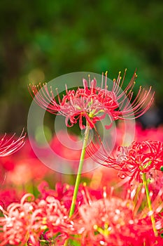 Lycoris radiata (Red spider lily) in Murakami Green Space Park