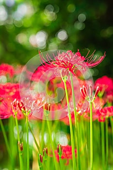 Lycoris radiata (Red spider lily) in Murakami Green Space Park