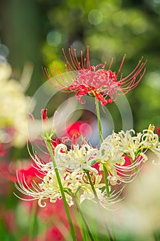 Lycoris radiata (Red spider lily) in Murakami Green Space Park