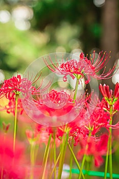 Lycoris radiata (Red spider lily) in Murakami Green Space Park