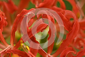 Lycoris radiata, red spider, red magic, resurrection or hurricane lily, corpse or equinox flower plant in the amaryllis family