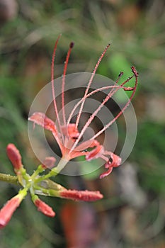 Lycoris radiate photo