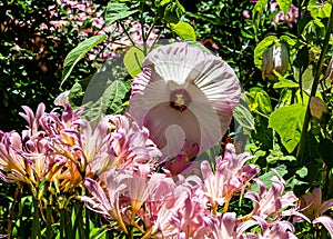 Lycoris squamigera, the resurrection lily or surprise lily in a backyard garden , pink flower,