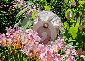 Lycoris squamigera, the resurrection lily or surprise lily in a backyard garden , pink flower,