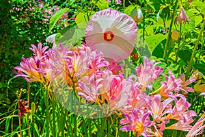 Lycoris squamigera, the resurrection lily or surprise lily,  Omaha Nebraska photo