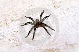 A Lycosa erythrognatha spider stagnant on the balcony