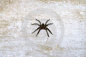 A Lycosa erythrognatha spider standing on the porch