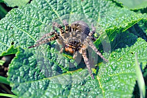 Lycosa Lycosa singoriensis, wolf spiders on green leaf