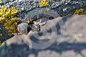 Lycosa Lycosa singoriensis, wolf spiders hide under tree, bark background with moss