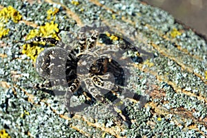 Lycosa Lycosa singoriensis, wolf spiders on tree bark background with yellow moss