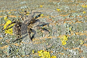 Lycosa Lycosa singoriensis, wolf spiders on tree bark background with yellow moss