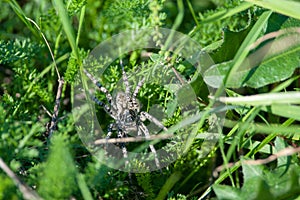 Wolf spider