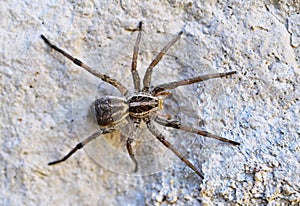 Lycosa singoriensis on a rock wall