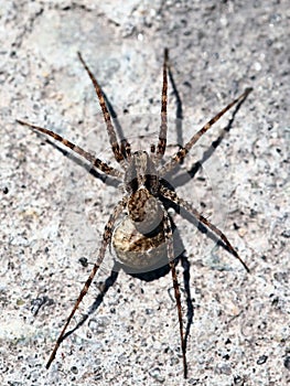 Lycosa singoriensis. Spider Tarantulas close-up. Macro Photo.