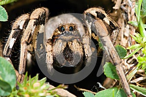 Lycosa tarantula
