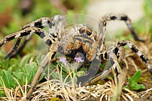 Lycosa tarantula detail