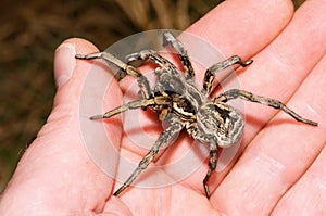Lycosa tarantula on hand