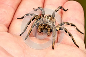 Lycosa tarantula on hands