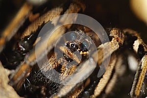 Lycosa tarantula,spider detail