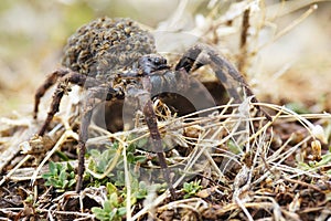 Lycosa tarantula with youngsters,close-up photo