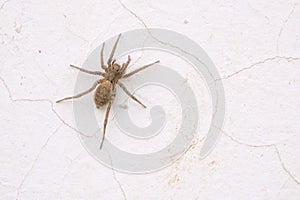 Lycosidae spider