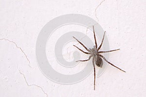lycosidae spider