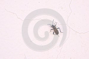 Lygaeidae stinkbug