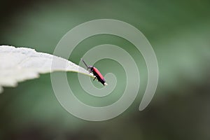 Lygistopterus sanguineus found in the forest