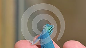 Lygodactylus Williamsi Lizard Reptile Closeup