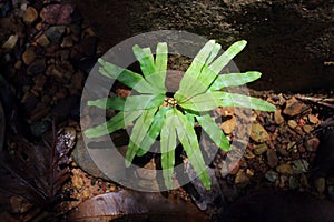 Lygodium or climbing fern