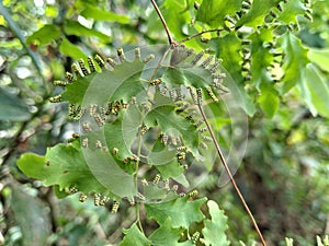 Lygodium flexuosum (Pamba wel). A climbing wild fern found in Sri Lanka.