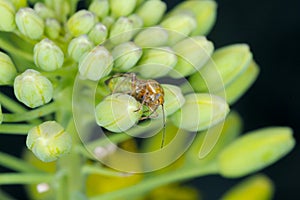 Lygus Bug form the family Miridae on oilseed rape canola plants. A common pest of many crops