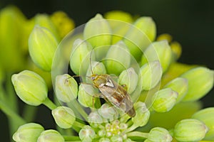 Lygus Bug form the family Miridae on oilseed rape canola plants. A common pest of many crops