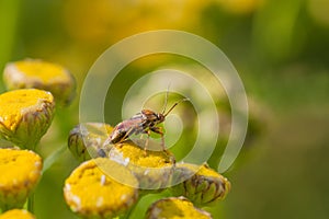 Lygus Bug Standing on Tansy Flower