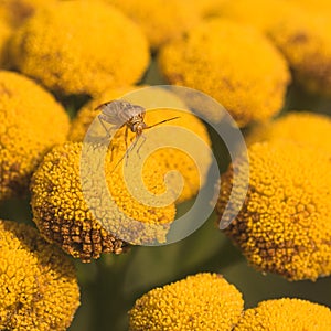 Lygus Bug on Tansy Flower.