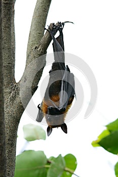 Lyie's flyingfox