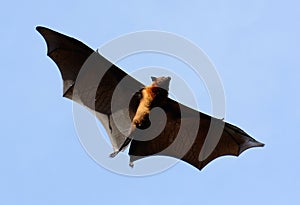 Lyie's flyingfox