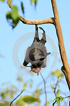 Lyie's flyingfox