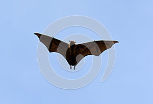 Lyie's flyingfox