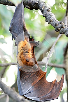 Lyie`s flyingfox