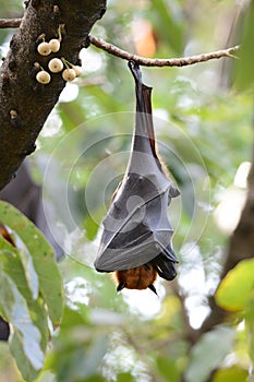 Lyie's flyingfox