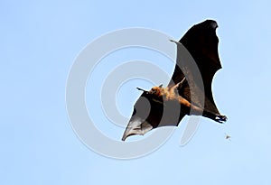 Lyie's flyingfox