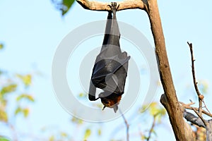 Lyie's flyingfox